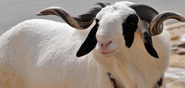 أسعار الأضاحي تشتعل في العالم العربي و الإسلامي...ترتيب الاردن ؟؟