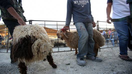 تحرير نحو 25 مخالفة لمحال لم تلتزم بذبح الأضاحي بالأماكن المخصصة في عمان