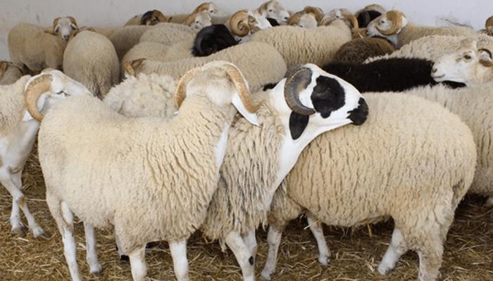 الإفتاء: لا يجوز بيع جزء من الأضحية كالجلد وغيره