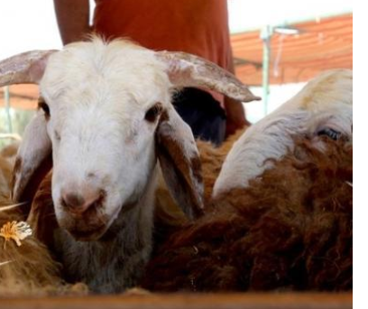 الافتاء تحدد آخر وقت لذبح الأضاحي