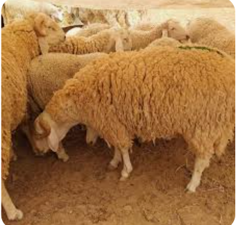 توقعات ببيع 35 من الأضاحي المعروضة خلال أيام العيد