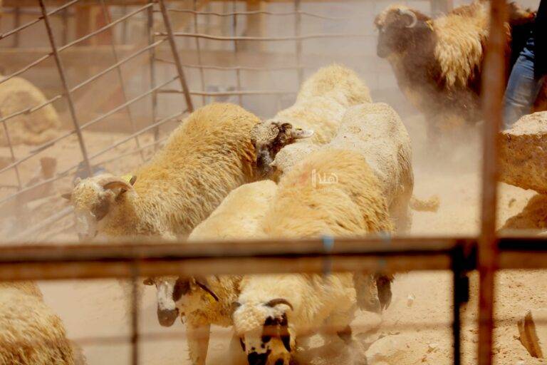 بلدية إربد تبدأ بإزالة حظائر الأضاحي