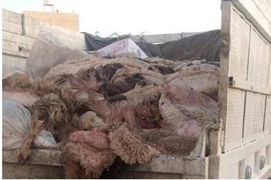 بلدية معان ترفع 117 طن نفايات ومخلفات بيع الأضاحي خلال العيد