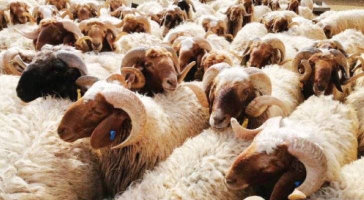 انخفاض أضاحي الأردنيين إلى النصف بواقع 300 ألف رأس