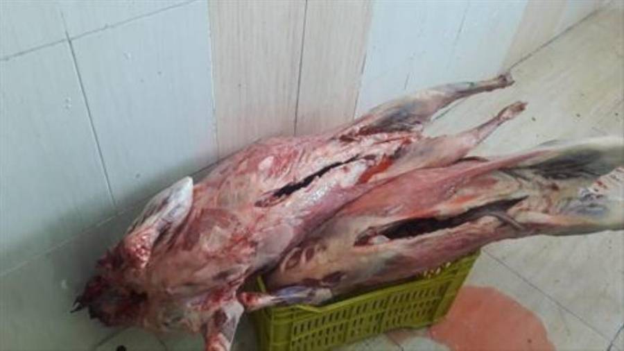 إتلاف كمية من حصص لحوم الأضاحي الفاسدة في الكرك