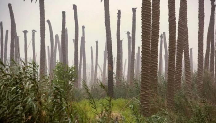 العراق يتأهب لاستعادة ثروته ورمز شموخه