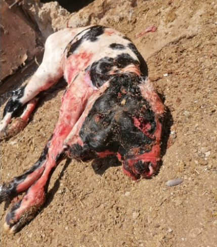 ولادة عجل برأسين في الأردن  صورة