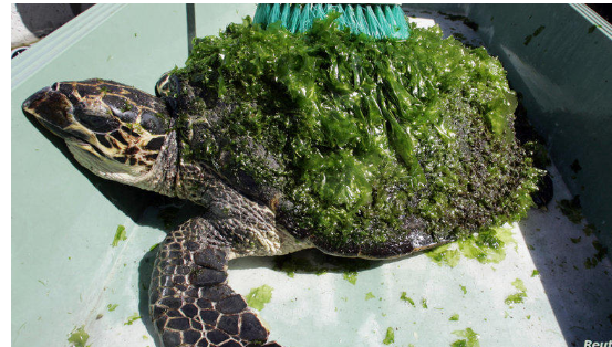 مذبحة السلاحف.. الشرطة اليابانية تبحث عن الجاني