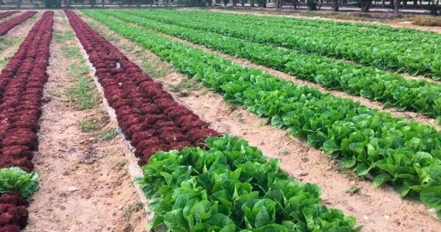 الزراعة  ١٤ متقدماً لمشروع الحماد والسرحان بأستثمار متوقع يصل الى ٧٥ مليون دينار