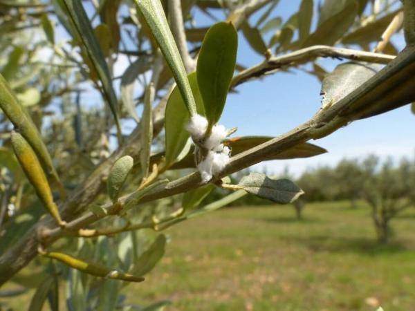 محاضرة حول آفات الزيتون بالكرك