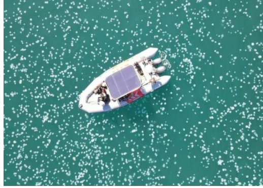 قناديل البحر تغزو منطقة خليج حيفا