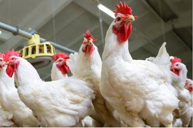 أبو دقر: 20 انخفاض سعر دجاج النتافات بالأسواق