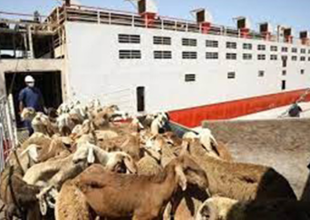15 زيادة واردات المواشي عبر ميناء العقبة