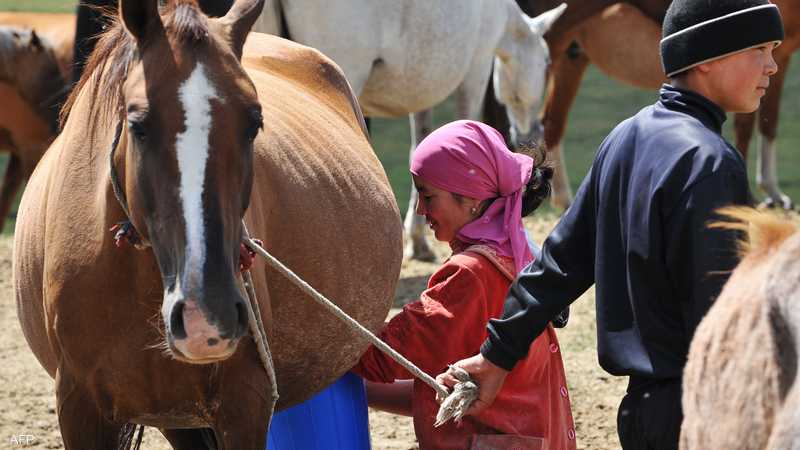 حليب الخيل.. وسيلة دولة آسيوية لجذب السياح