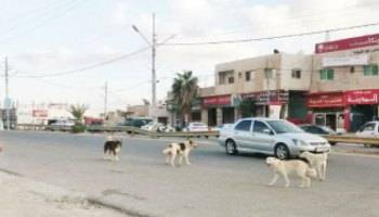 بلدية إربد تخصص قطعة أرض لإيواء ومعالجة الكلاب الضالة