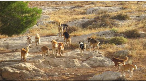 اربد: الكلاب الضالة تنتشر بأعداد كبيرة بالشوارع والبلدية تخصص قطعة أرض لمعالجتها