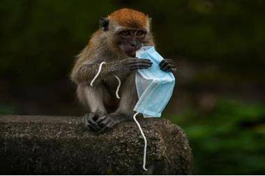 البلبيسي: الإبقاء على حالة التأهب بعد إعلان جدري القرود طوارئ عالمية