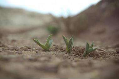 15 شركة استوفت شروط الاستثمار في حوضي السرحان والحمّاد