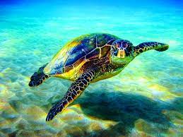 مبادرة لحماية السلاحف في خليج العقبة