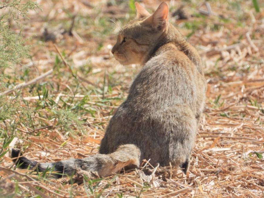 تسجيل القط البري في محمية الأزرق لأول مرة منذ 1997