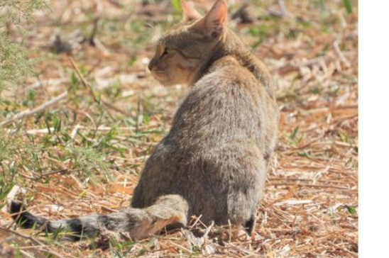 تسجيل القط البري في محمية الأزرق لأول مرة منذ 1997