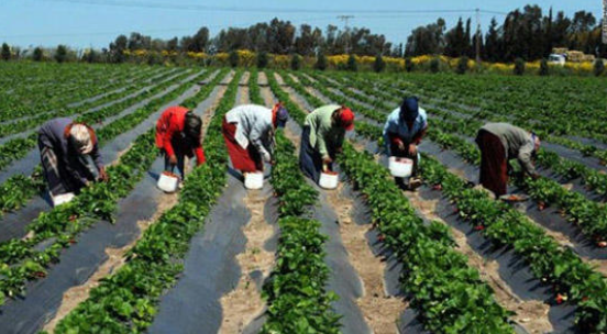 الحنيفات: بحث مذكرات تفاهم مع لبنان وسوريا والعراق