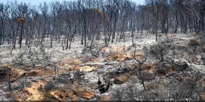 شبهات جريمة في حرائق تونس.. رجال الأعمال في قفص الاتهام