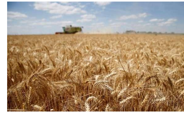 اوكرانيا: محصول الحبوب قد ينخفض إلى النصف