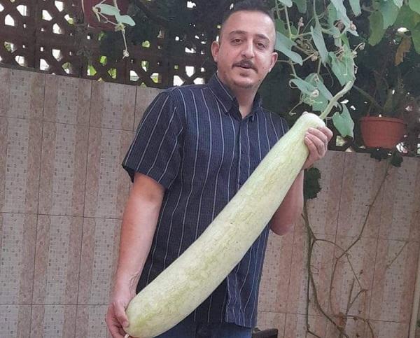 ما قصة اليقطين الضخم في الأردن!!