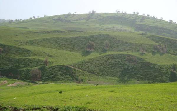 الكورة: ورشة إرشادية للسيدات للعناية ببساتين الزيتون