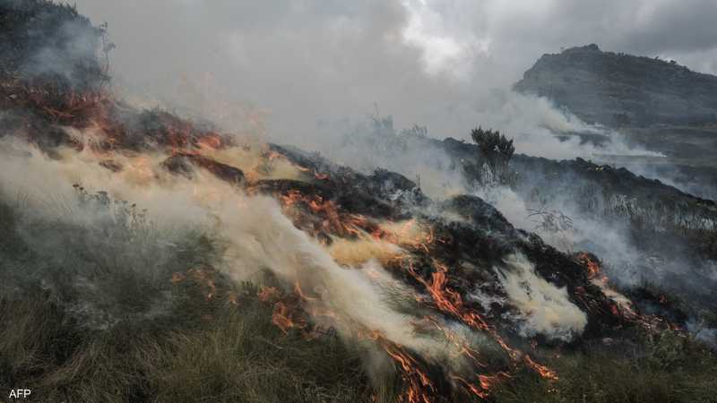 لإنقاذ إفريقيا من توحش المناخ.. الحل الأخضر يلوح في الأفق