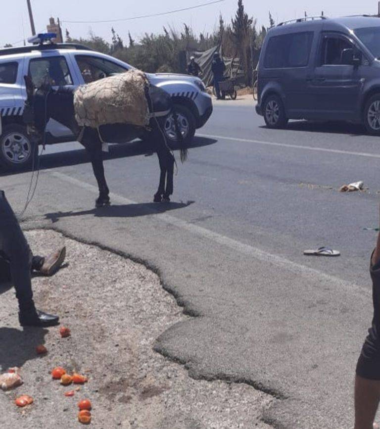 بسبب حمار.. إصابة 3 أشخاص في حادث سير بالمغرب