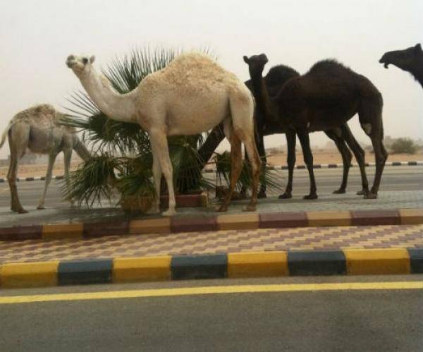 شكاوى من الجمال السائبة على الطريق الصحراوي