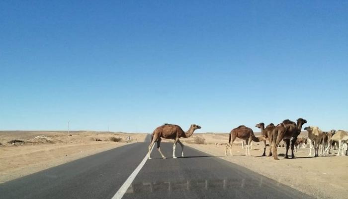 قطيع من الإبل يحدث كارثة مرورية بالمغرب