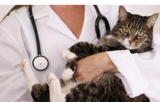 طرح عطاءات المستشفيات البيطرية خلال شهرين