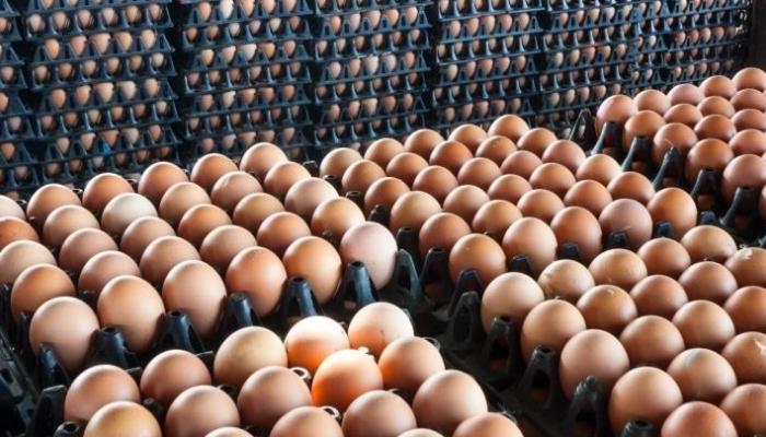 أسعار البيض والألبان تحفز التضخم في مصر.. زيادة تفوق التوقعات