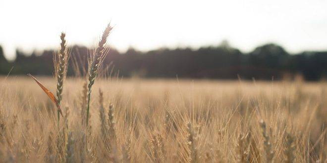 روسيا تعلن ضمان أمنها الغذائي من محاصيل الحبوب لهذا الموسم