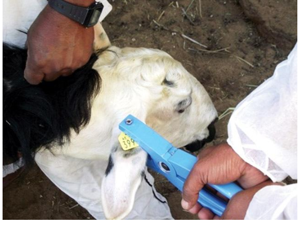 الزراعة تدرس الترقيم الالكتروني للحيوانات