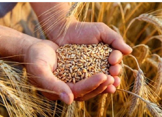 الحكومة: نسعى إلى تعزيز المخزون الاستراتيجي للحبوب