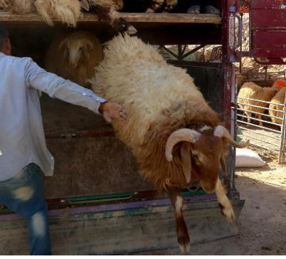 ما هي أسباب انخفاض أسعار اللحم البلدي في الاردن؟