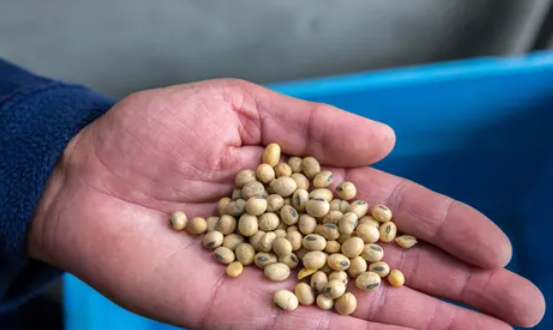 بيانات الصين وزيادة الشحنات الأوكرانية تهبط بأسعار الحبوب