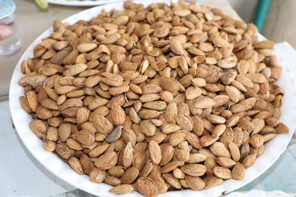 البحوث الزراعية: مدارس الزعتر والخيار واللوز الحقلية مشاريع رائدة