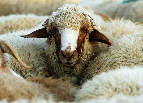 أردني يعرض نعجة للبيع عبر الانترنت