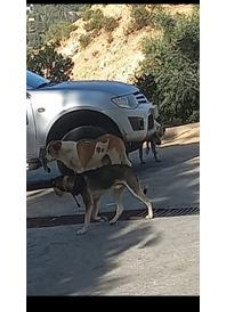 السلط : آلاف الكلاب الضالة تنتشر وسط الأحياء السكنية تهدد حياة المواطنين