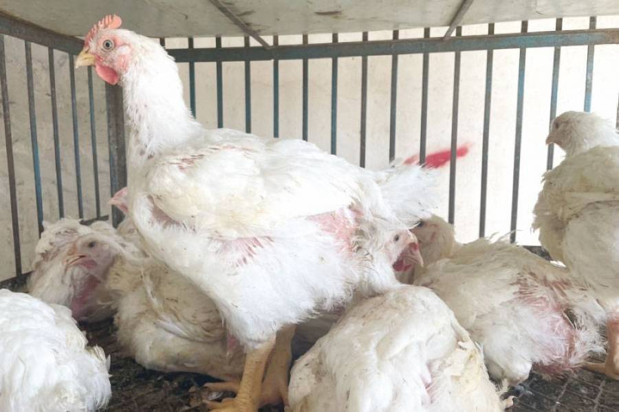 تحسن الطلب على الدجاج وعودته لمستوياته الاعتيادية