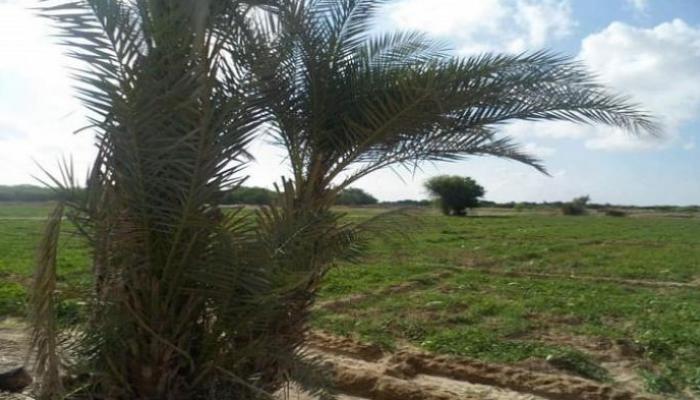 كائن غريب يثير الذعر في اليمن _صور