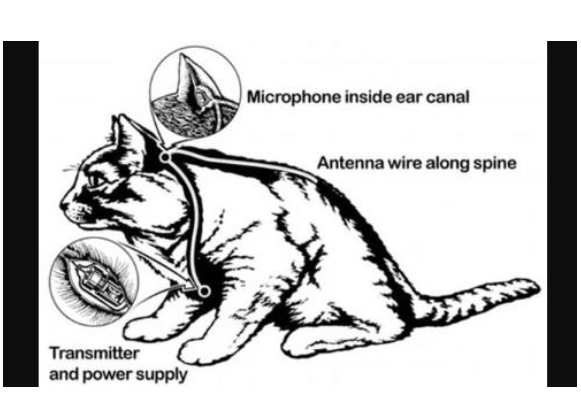 قصة قطة استخدمتها المخابرات الأمريكية في التجسس