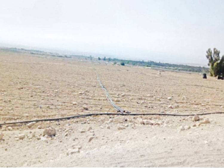 تراجع زراعة الموسم الغوري المقبل