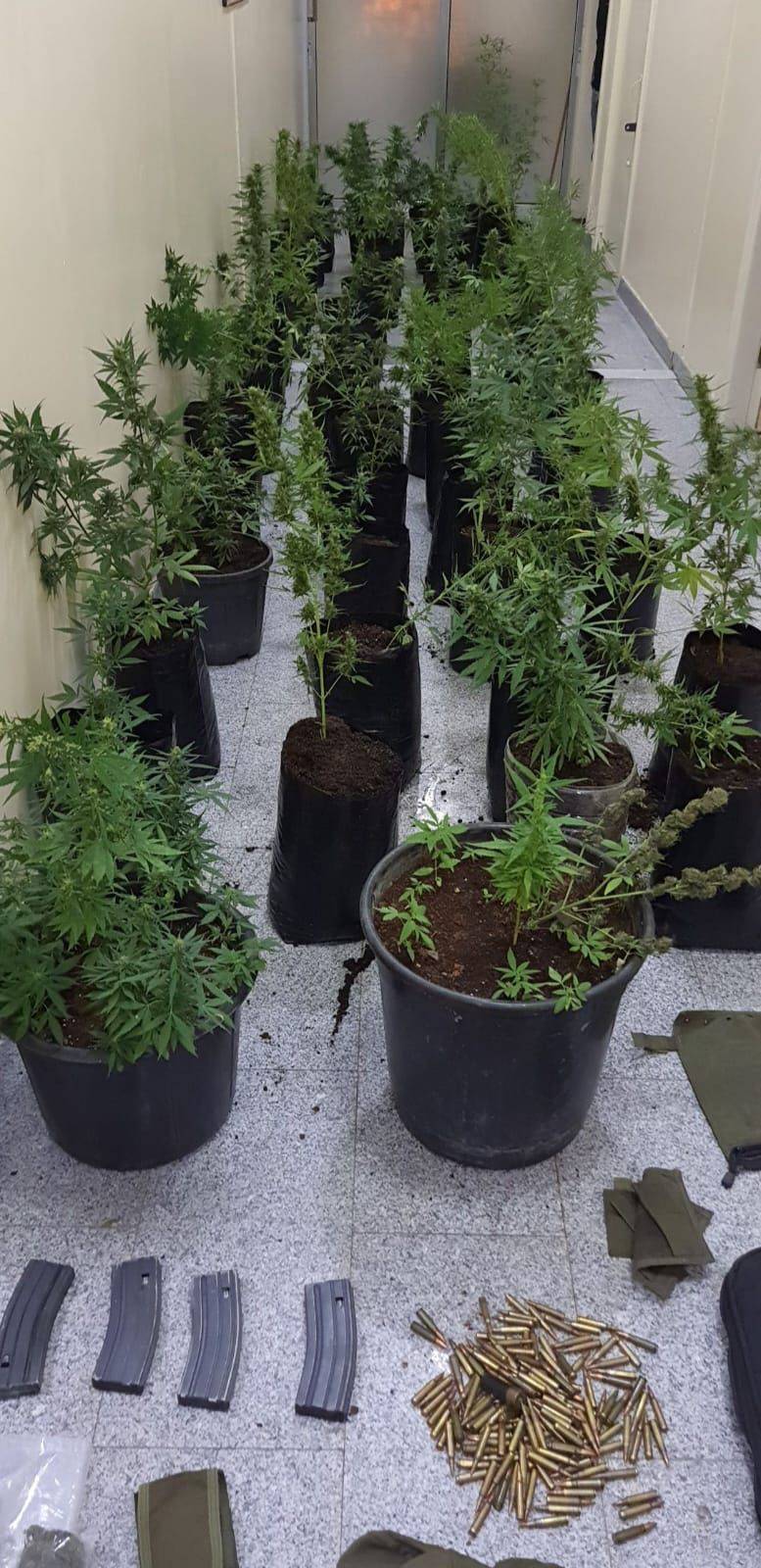 ضبط ٤ أشخاص من عائلة واحدة يروجون الماريجوانا المخدرة في الزرقاء والمفرق