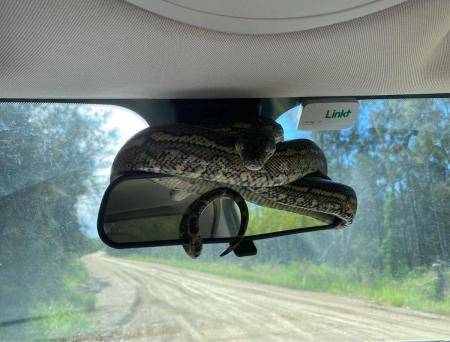 الدفاع المدني يتعامل مع أفعى داخل مركبة على طريق جرش